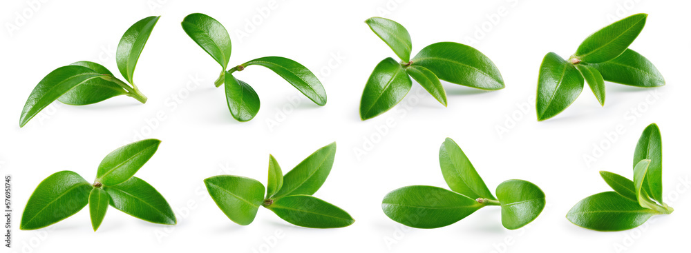 Cranberry leaf isolated. Cranberry leaves with branch on white background. Cranberries leaf collecti