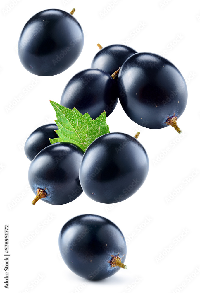 Dark grape isolated. Black grape with leaves on white background. Grapes flying collection. Full dep