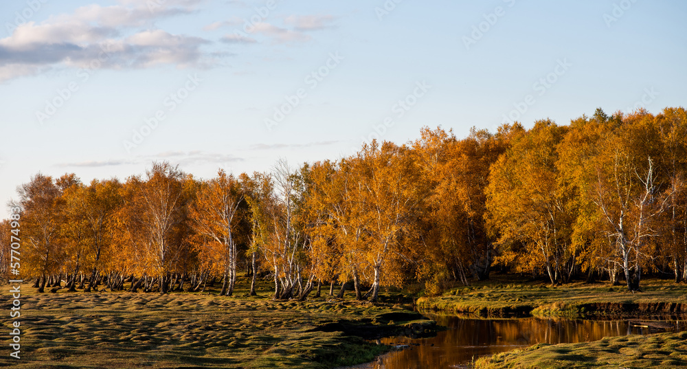 Autumn forest landscape near the Greater Khingan Mountains, Heilongjiang Province, China. The beauty