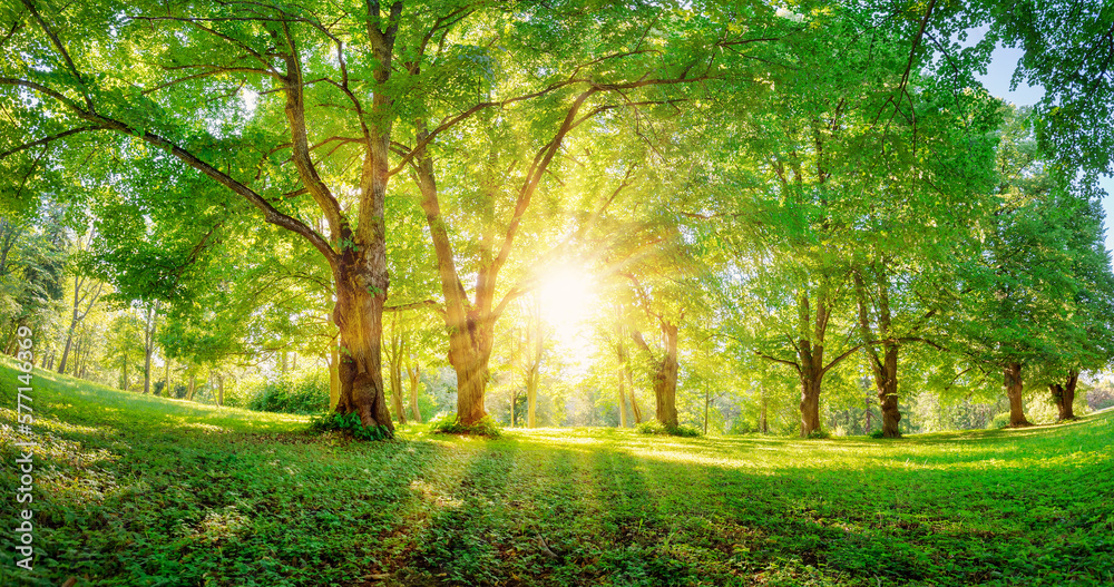 Beautiful background of the sunrise in natural deciduous park.