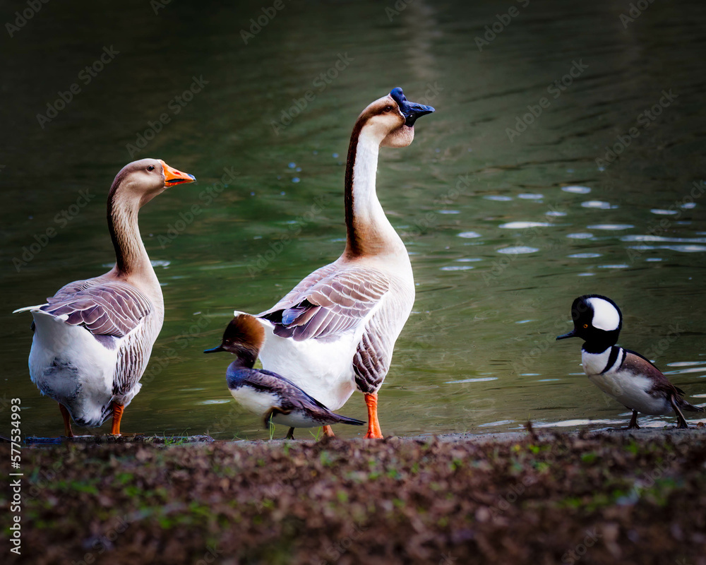 The African Goose