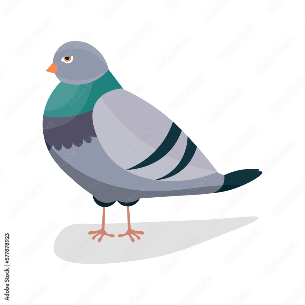 Grey pigeon on white background