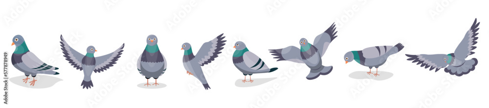 Set of grey pigeons on white background