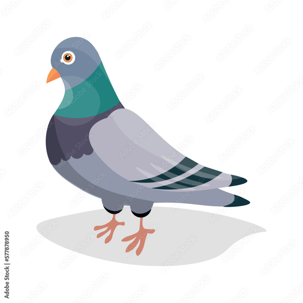 Grey pigeon on white background