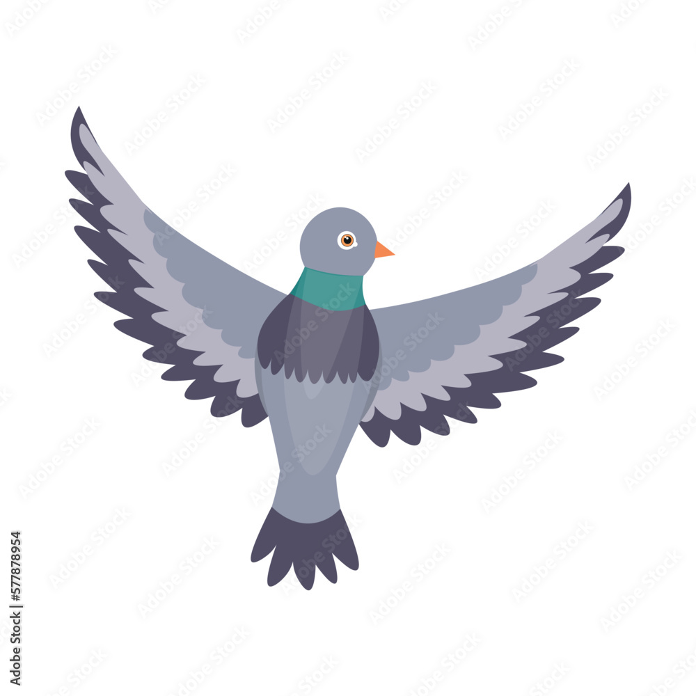 Flying grey pigeon on white background