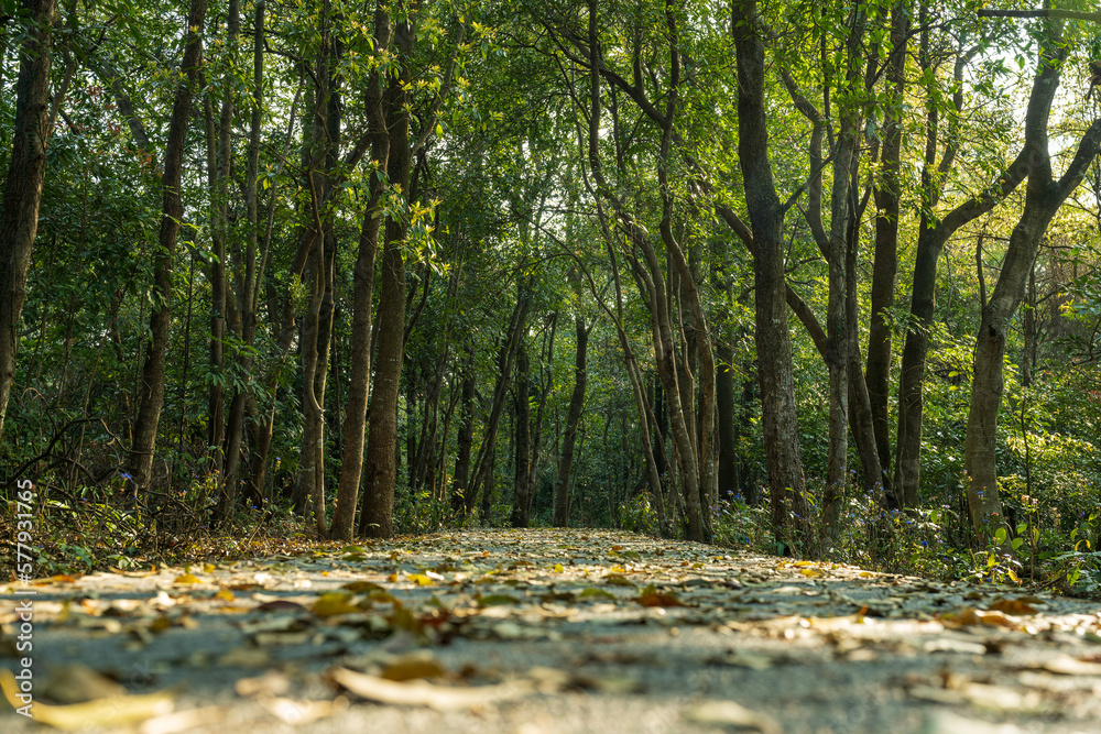 road in the forest, low angle view