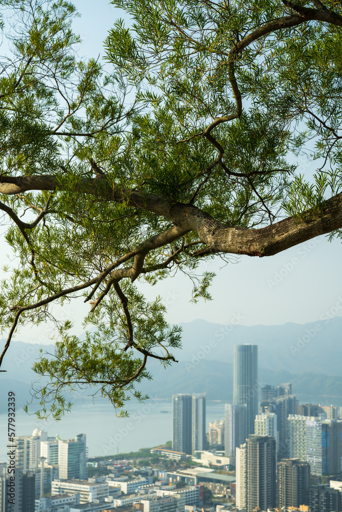 big tree branch over city buildings