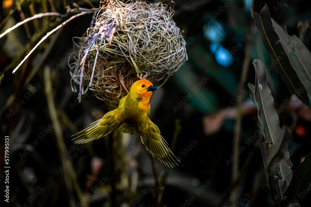 The weaver birds (Ploceidae) from Africa, also known as Widah finches building a nest. A braided mas