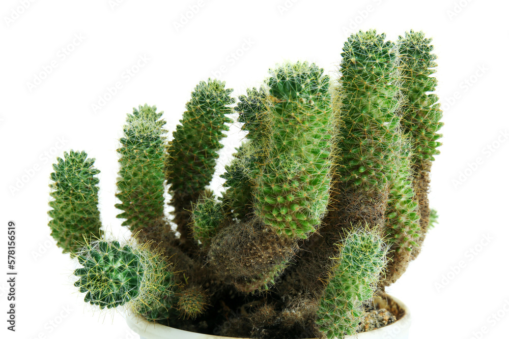 Pot with small green cactus on white background, closeup