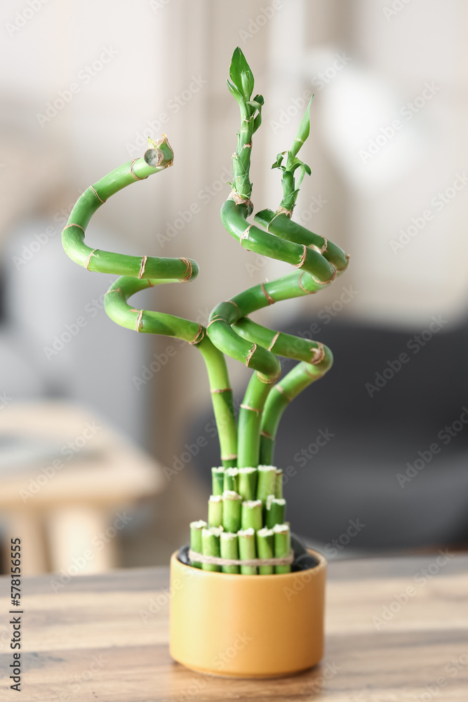 Pot with bamboo plant on table in living room