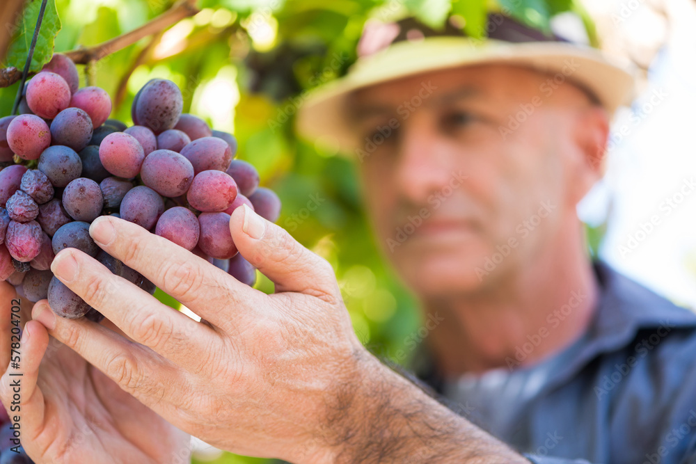 Winemaker man in straw hat examining grapes