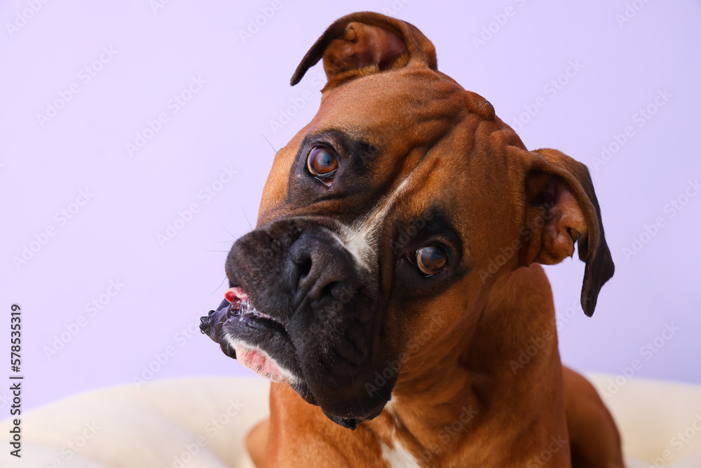 Boxer dog on lilac background, closeup