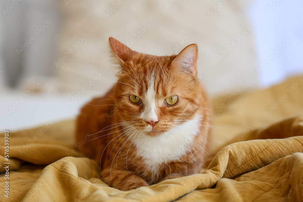 Cute red cat lying on blanket in bedroom, closeup