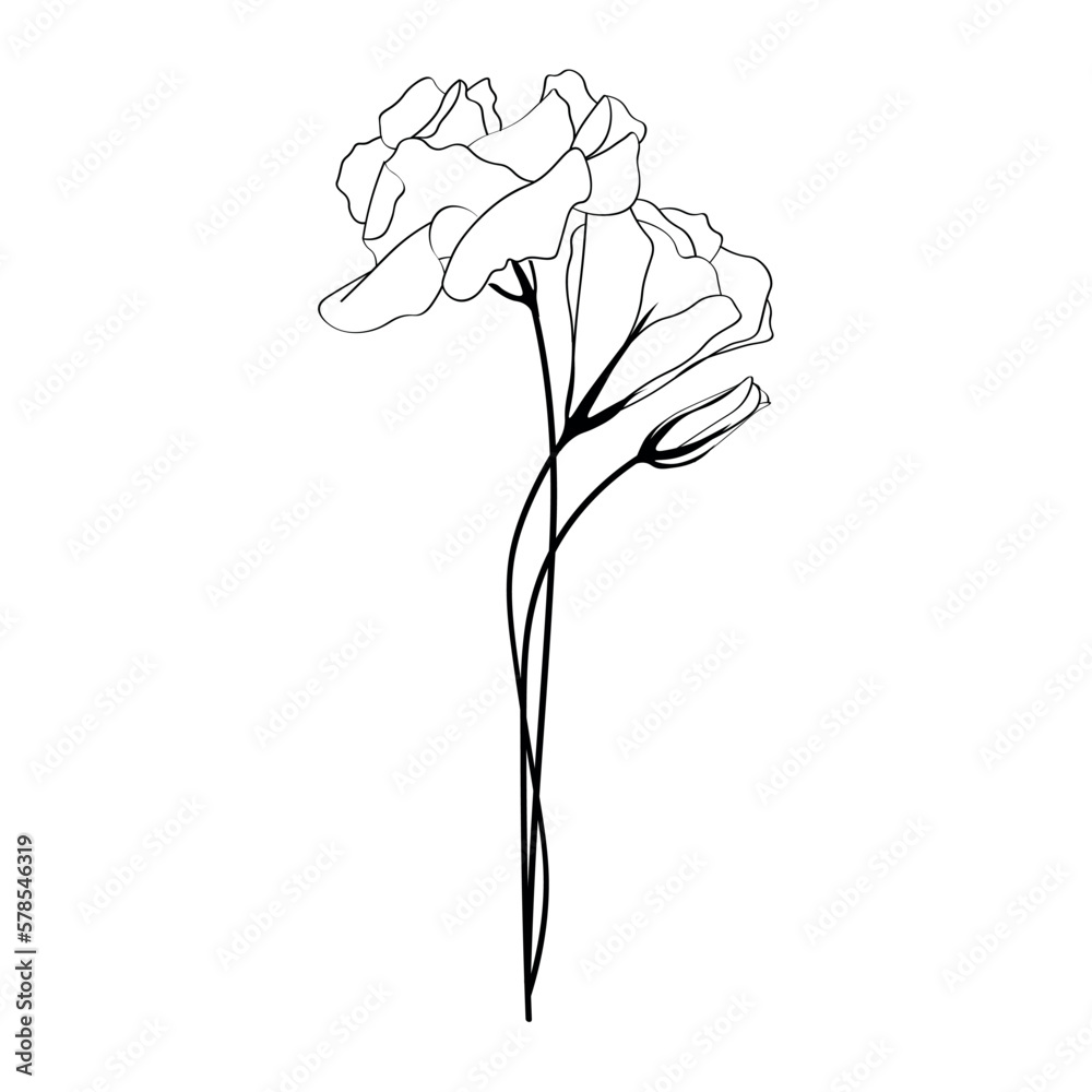 Beautiful eustoma flowers on white background