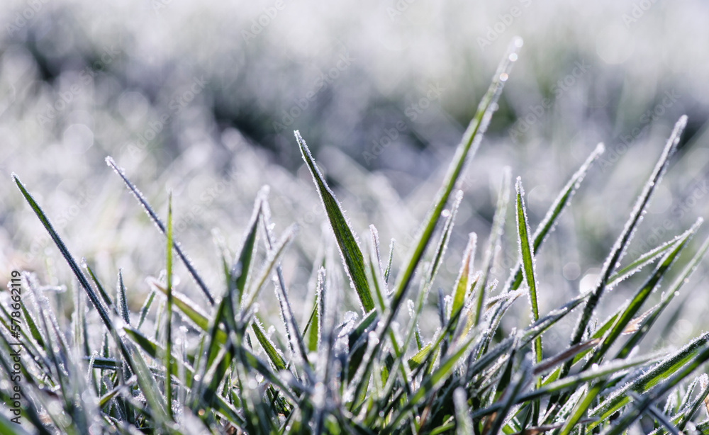 Close up frozen ice on grass