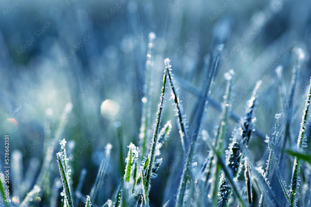 Close up frozen ice on grass