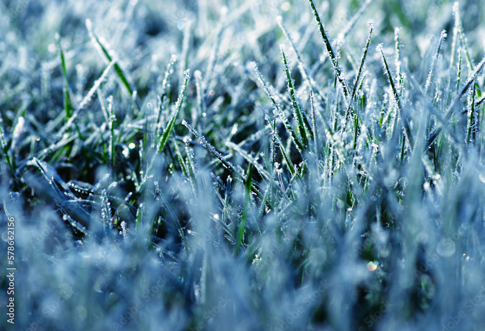 Ice grass winter background