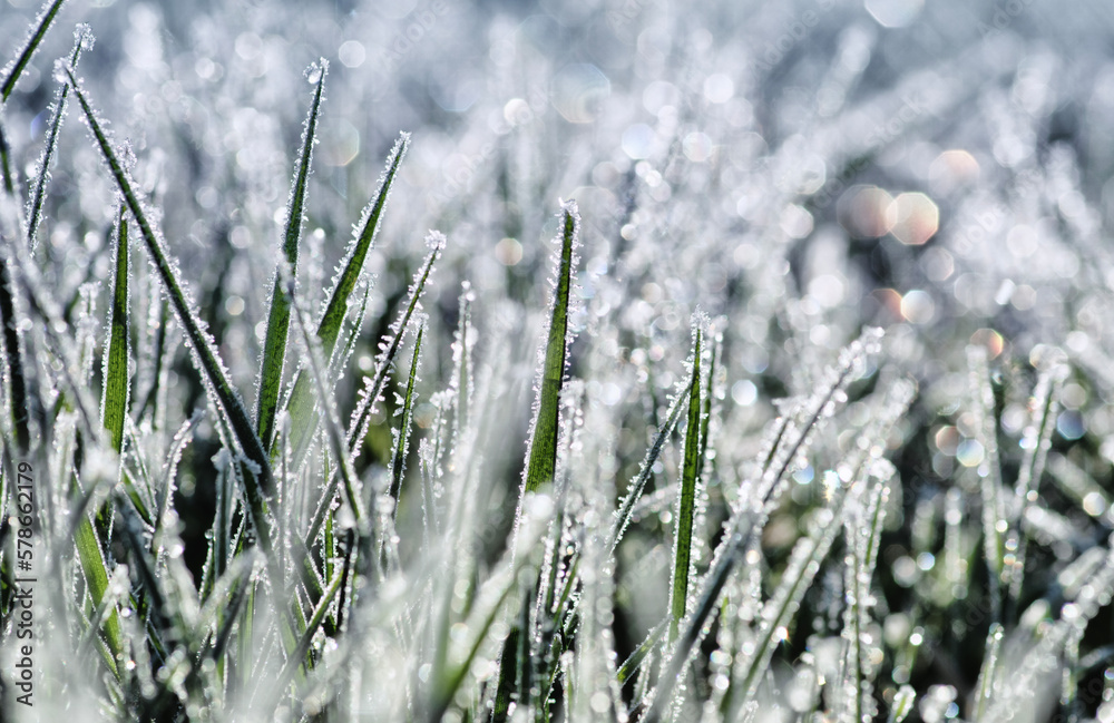 Close up frozen ice on grass