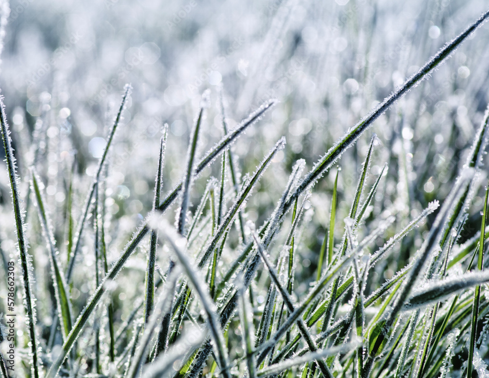 Winter background, morning frost in the grass