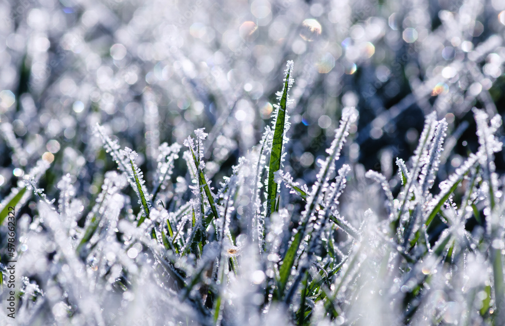 Frost on the plants. Ice grass. Beautiful winter background