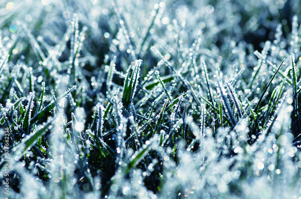 Frost on the plants. Ice grass. Beautiful winter background