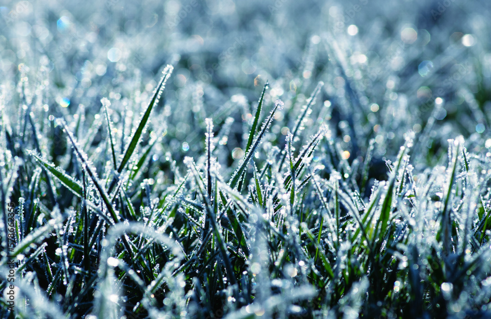 Winter background, morning frost in the grass