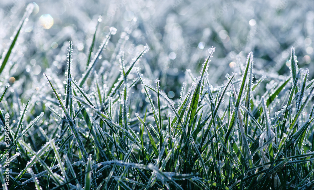 Frost on the plants. Ice grass. Beautiful winter background