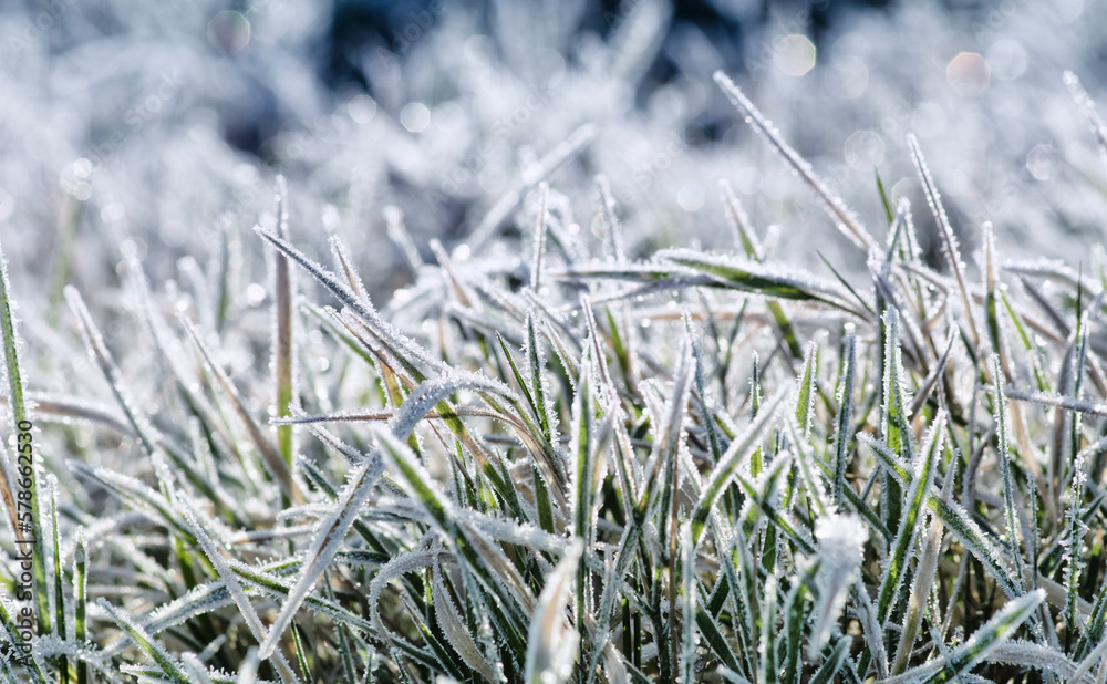 Frost on the plants. Ice grass. Beautiful winter background