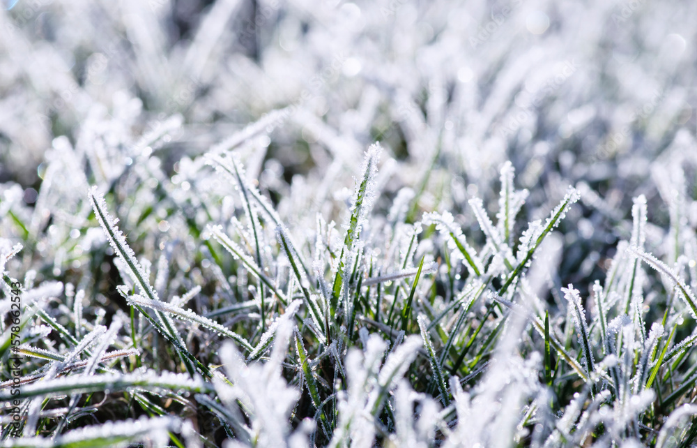 Frost on the plants. Ice grass. Beautiful winter background