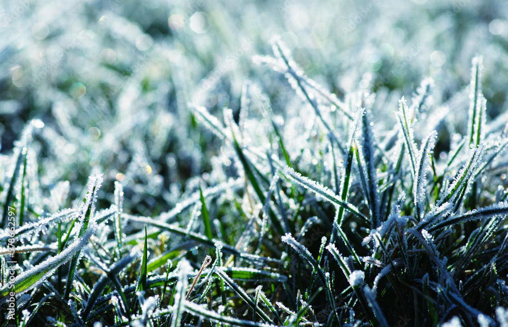 Frost on the grass background