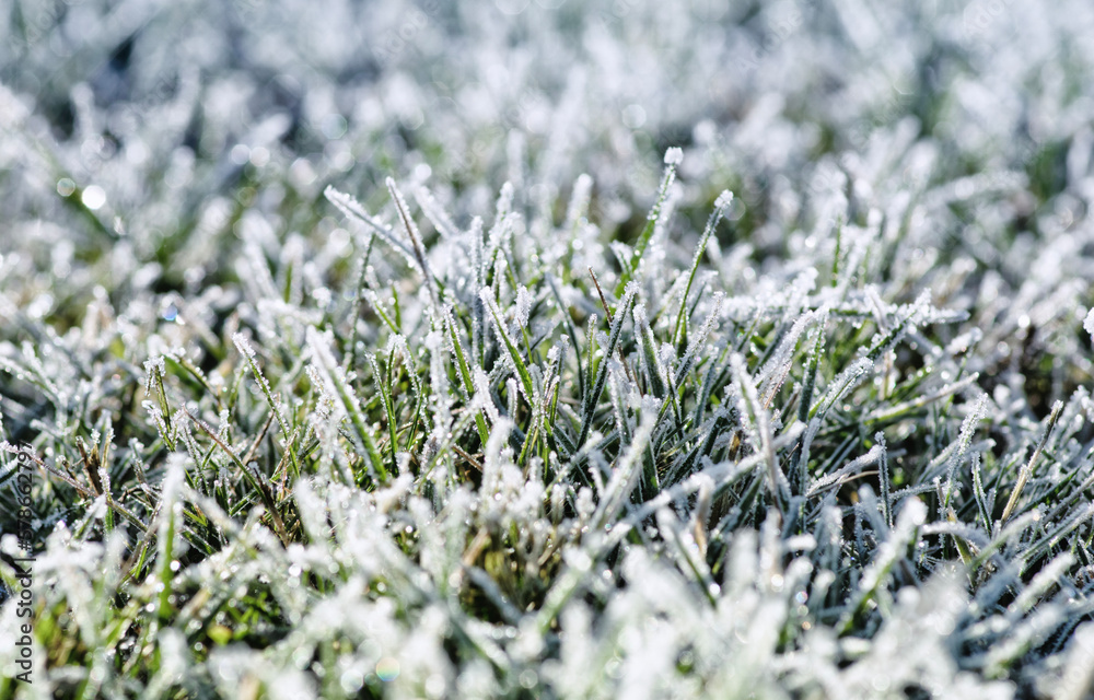 Frost on the plants. Ice grass. Beautiful winter background