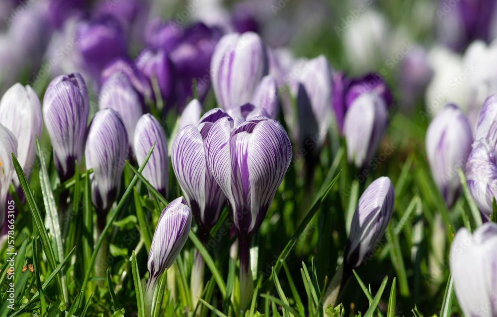 purple crocus flowers in a grass