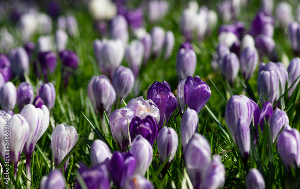 purple crocus flowers in a grass