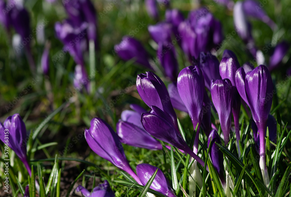 purple crocus flowers in a grass