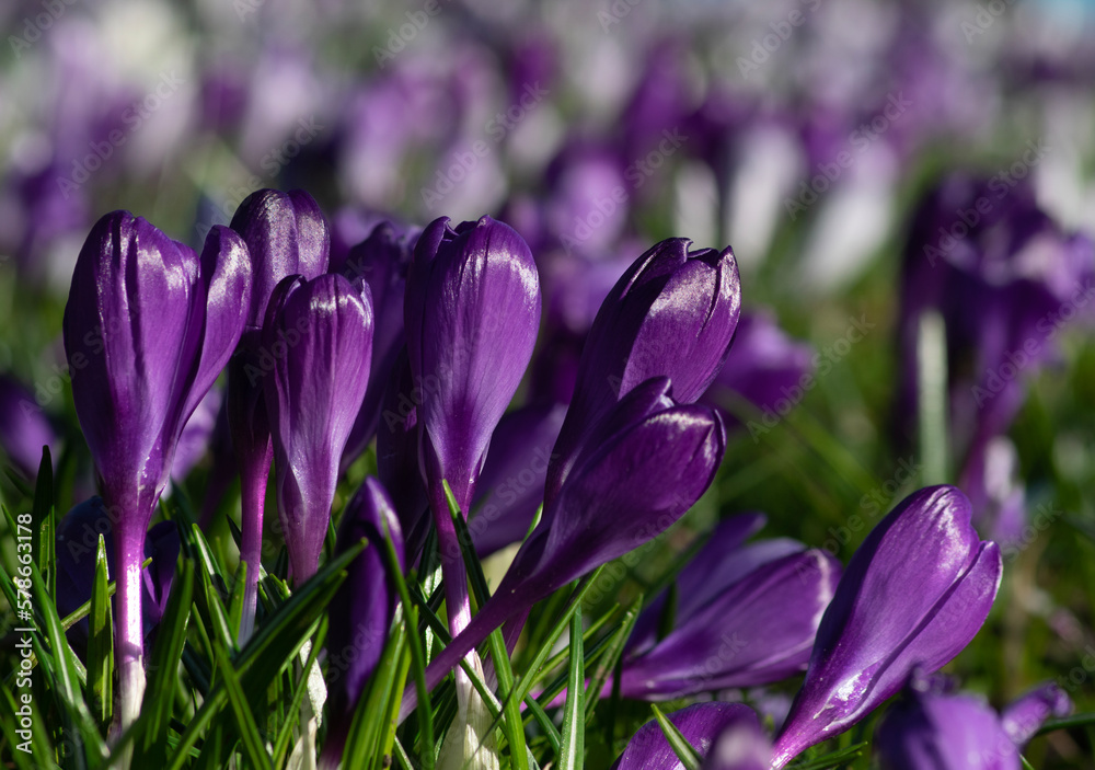 purple crocus flowers in a grass