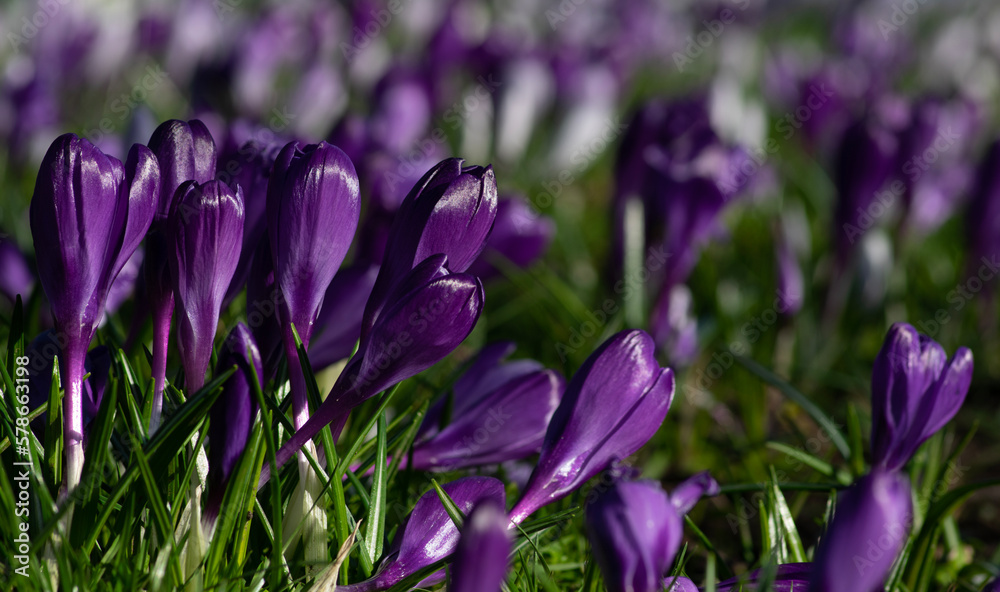 purple crocus flowers in a grass