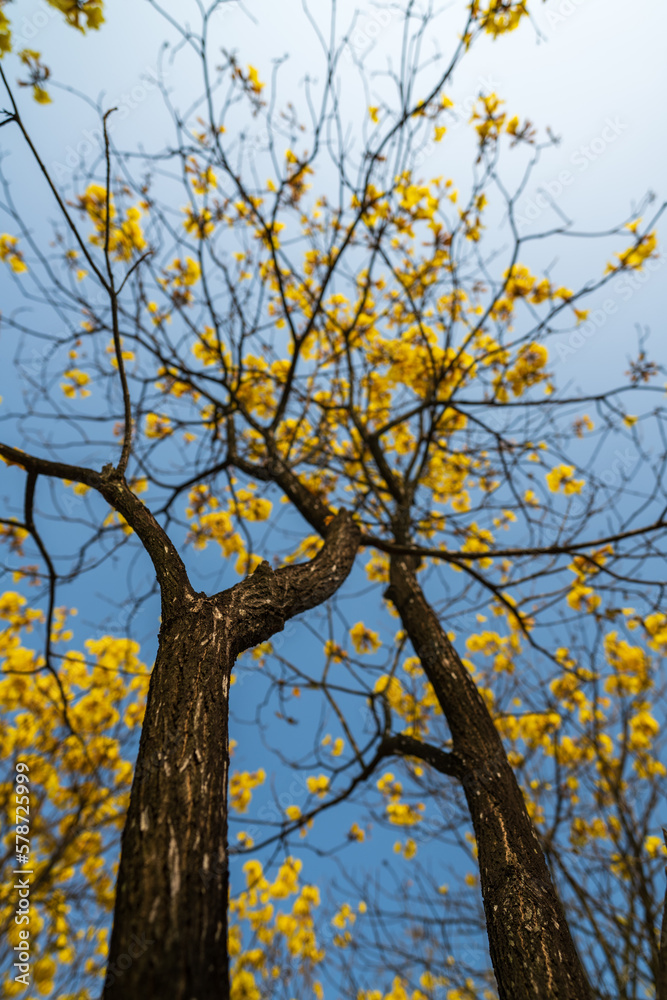 golden trumpet tree branch on blue sky