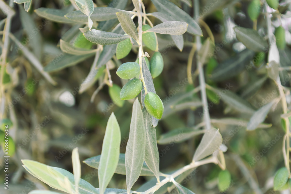 Tree branches with green olives and leaves outdoors, closeup