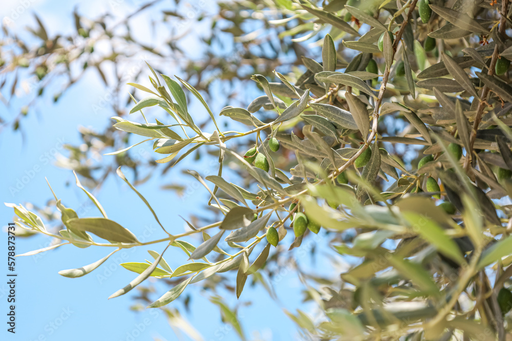 Tree branches with leaves and green olives against blue sky background, closeup