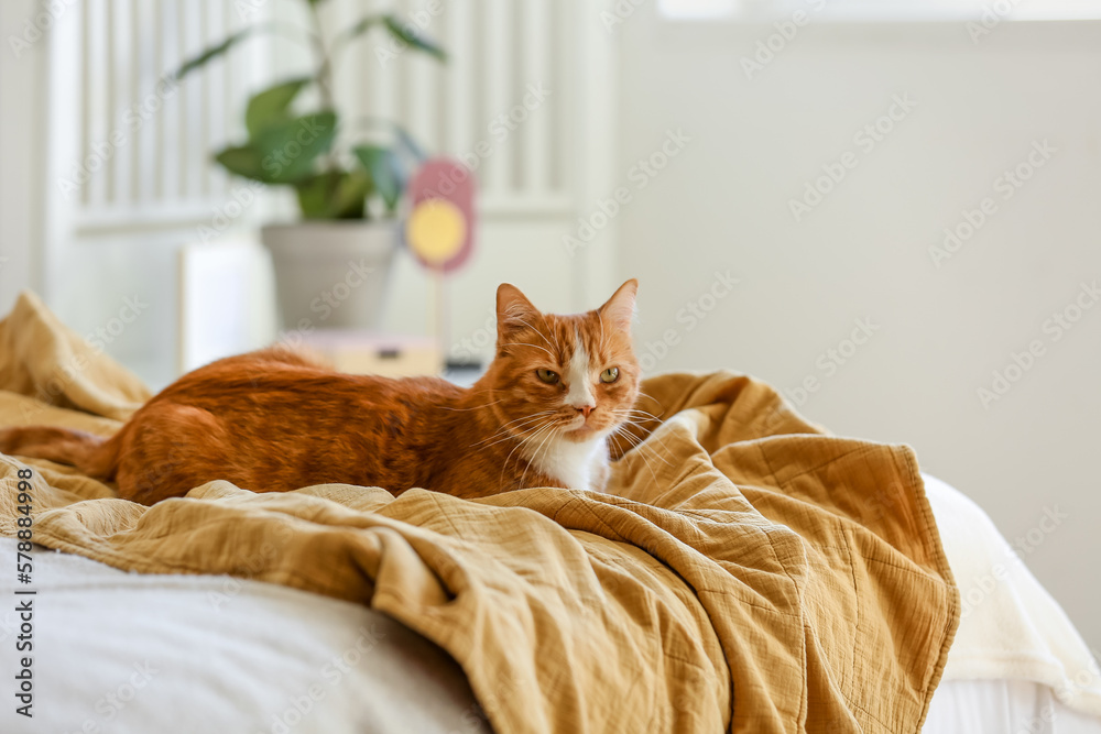 Cute red cat lying on blanket in bedroom