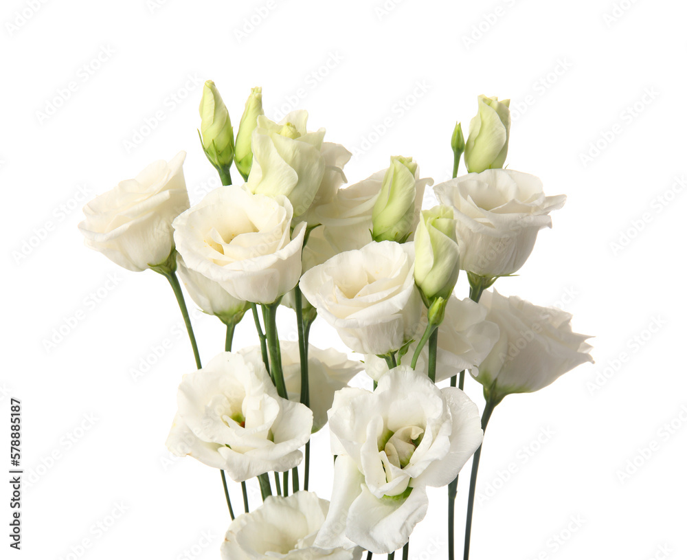 Bouquet of beautiful eustoma flowers isolated on white background, closeup