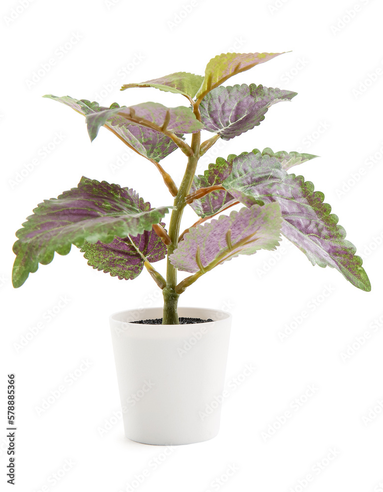 Pot with beautiful houseplant on white background