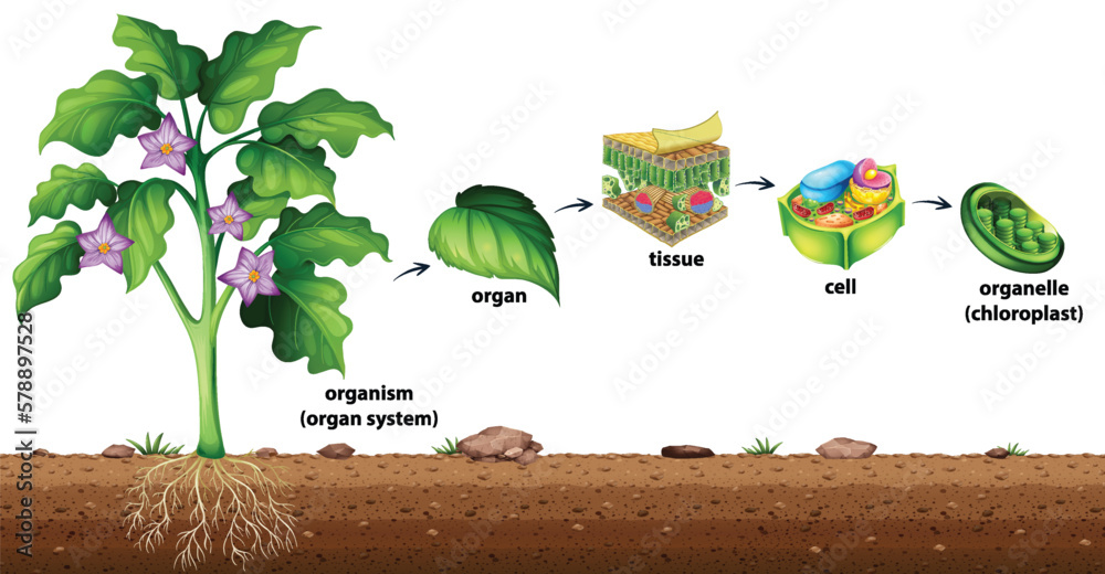 Cell organisation in plants