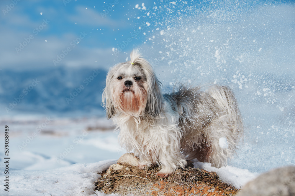 Shih tzu dog standing on mountains and snow background at winter