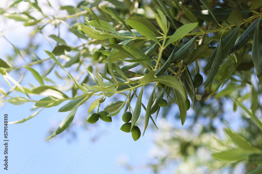 Tree branches with leaves and green olives against blue sky background, closeup