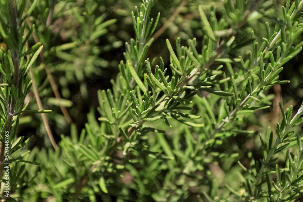 Green rosemary growing in field, closeup