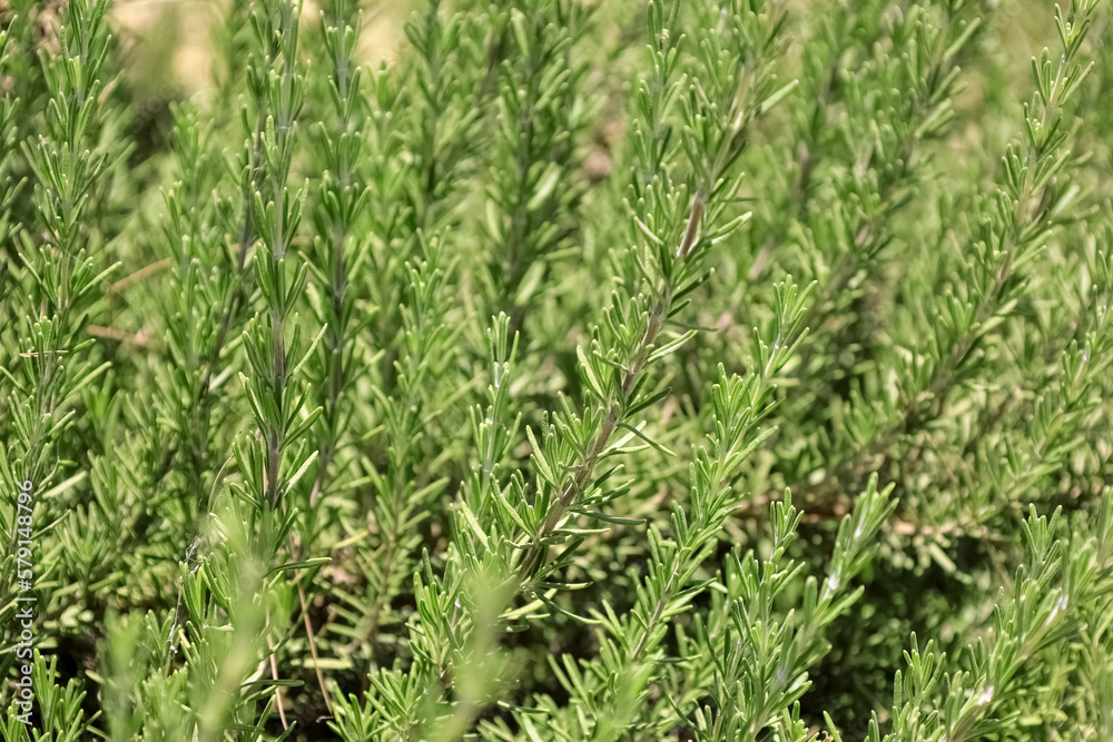 Green rosemary growing in field, closeup