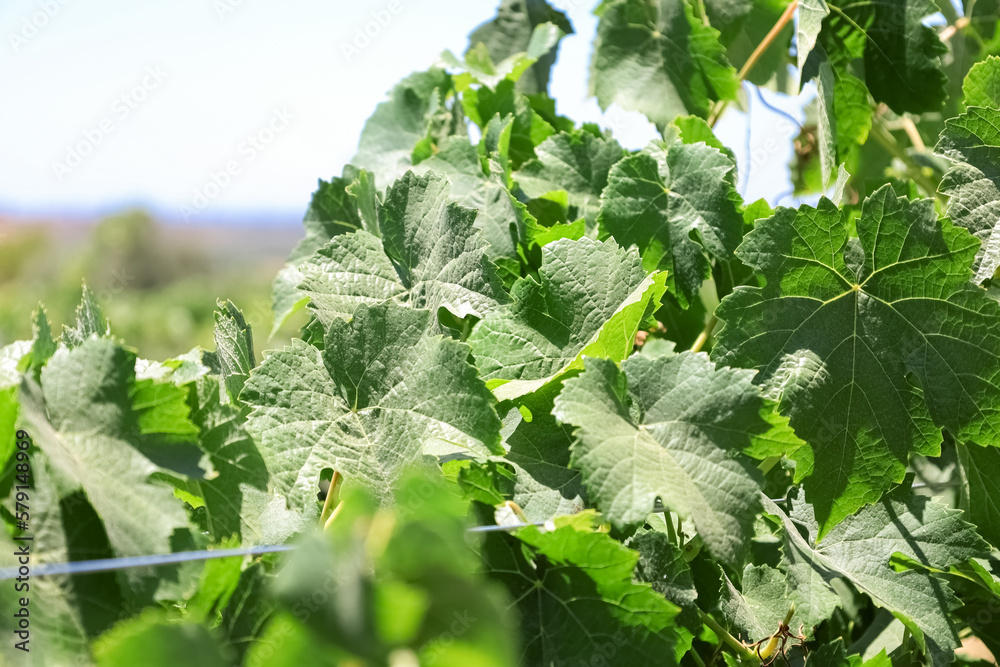 Green grape leaves in vineyard, closeup