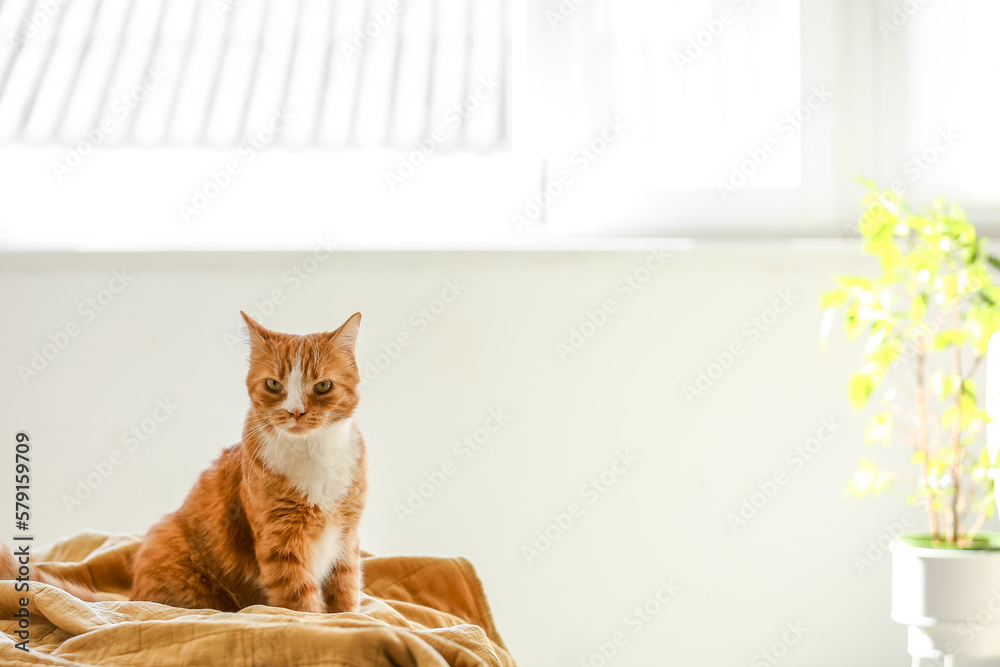 Cute red cat sitting on blanket in bedroom