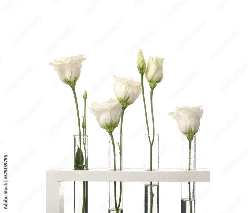 Test tubes with beautiful eustoma flowers on white background, closeup